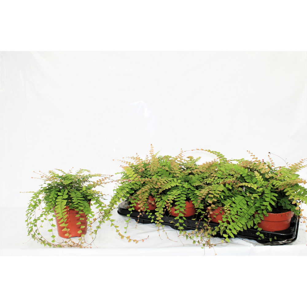 Adiantum Caudatum (Walking Maidenhair).