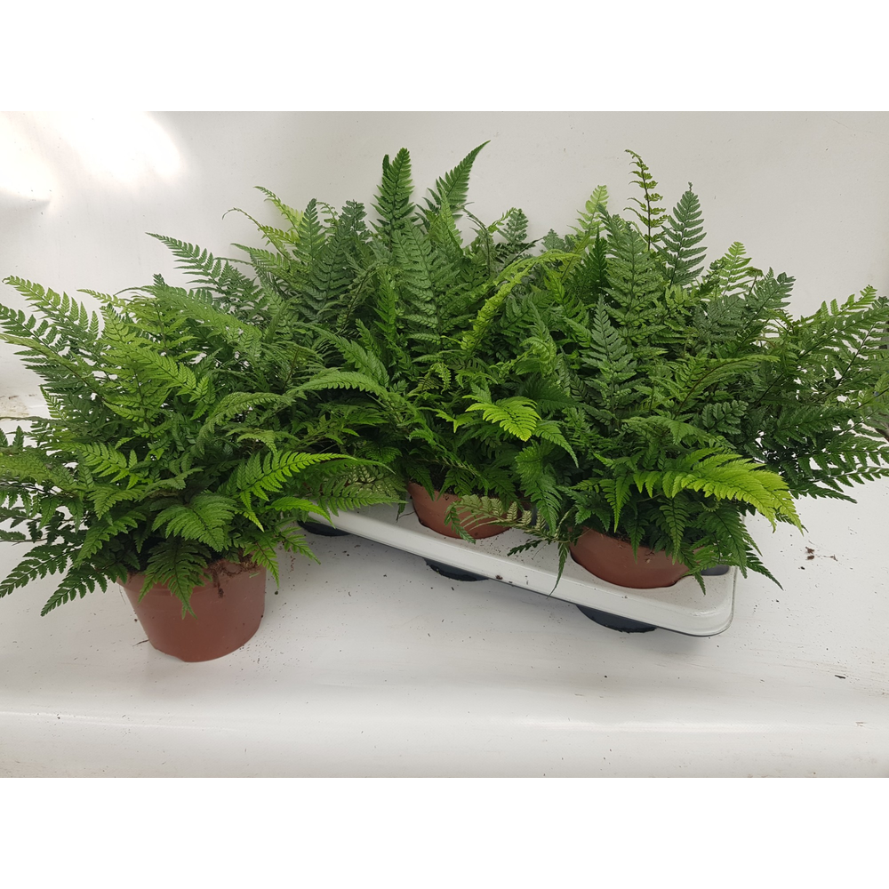 Athyrium Spicatum - De varen voor binnen en buiten.