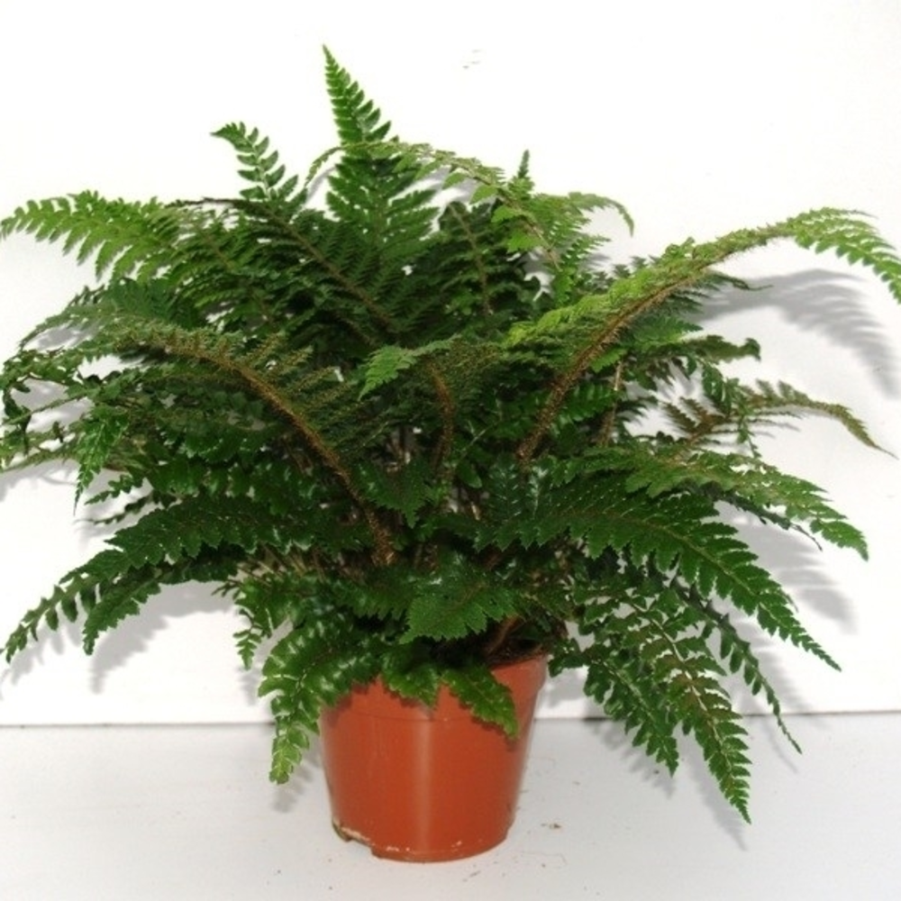 Polystichum Polyblepharum (Winterhard).