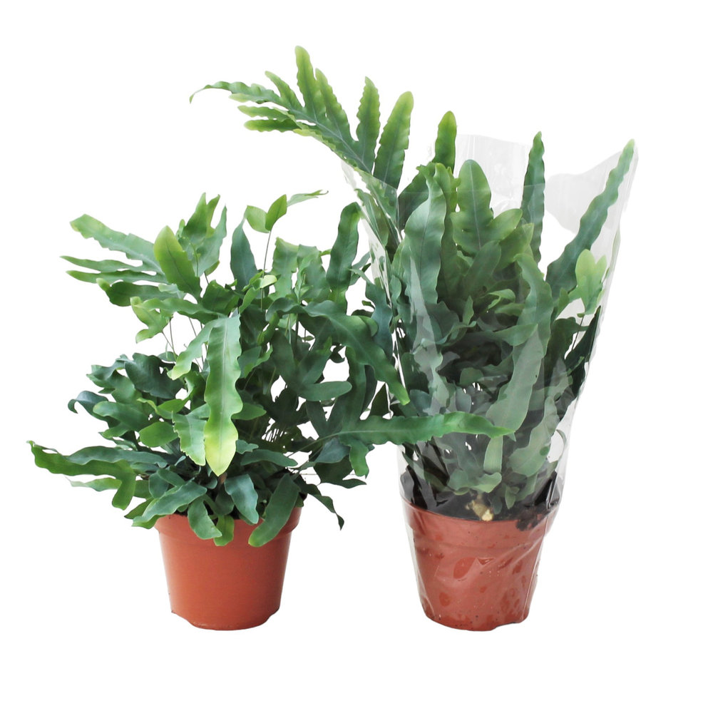 Phlebodium Blue Star MET hoes (Blauwvaren).