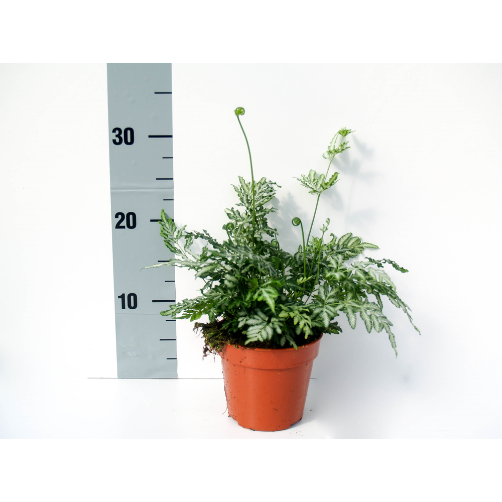 Pteris Ensiformis 'Evergemiensis' (Zilvervaren).