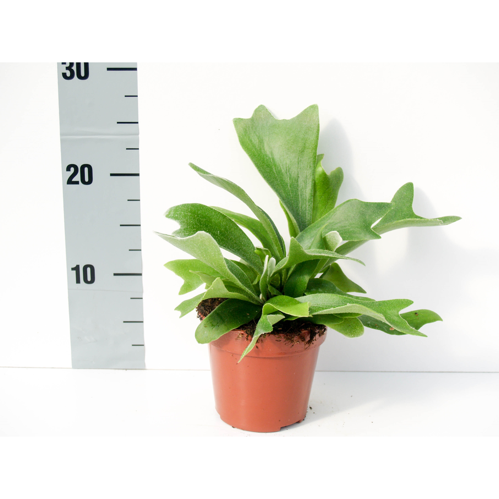 Platycerium Alcicorne (Hertshoorn).