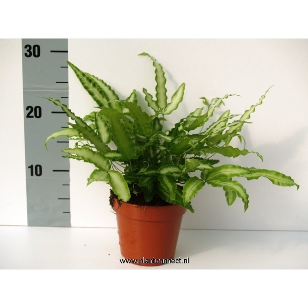 Pteris Cretica 'Albolineata' (Vleugelvaren).