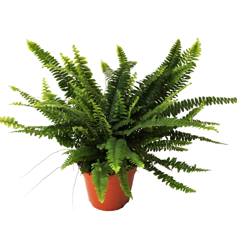 Nephrolepis Green Lady MET hoes.