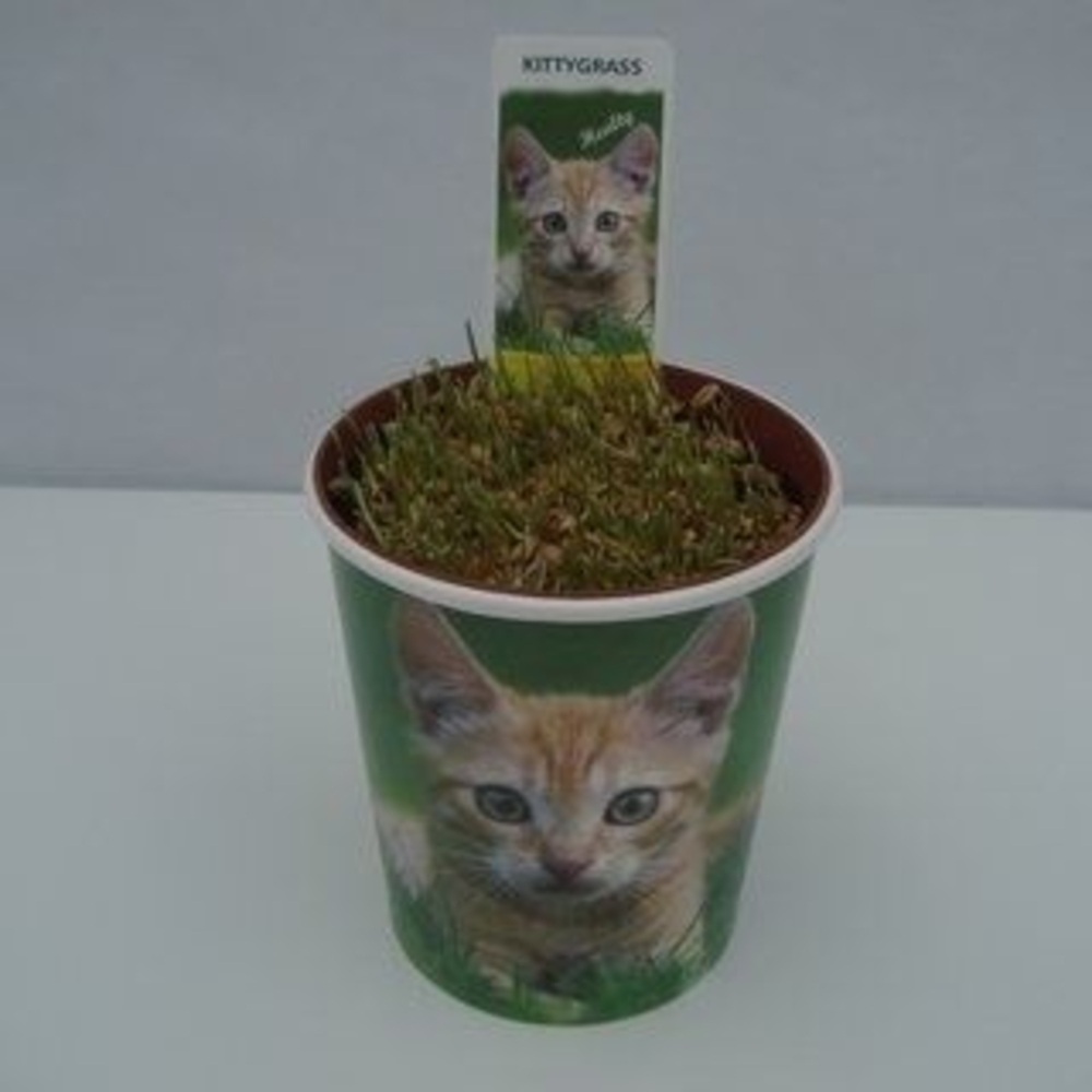 Kattegras in kattebeker - Hordeum sp..