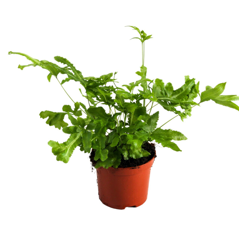 Pteris Cretica 'Mayi'.