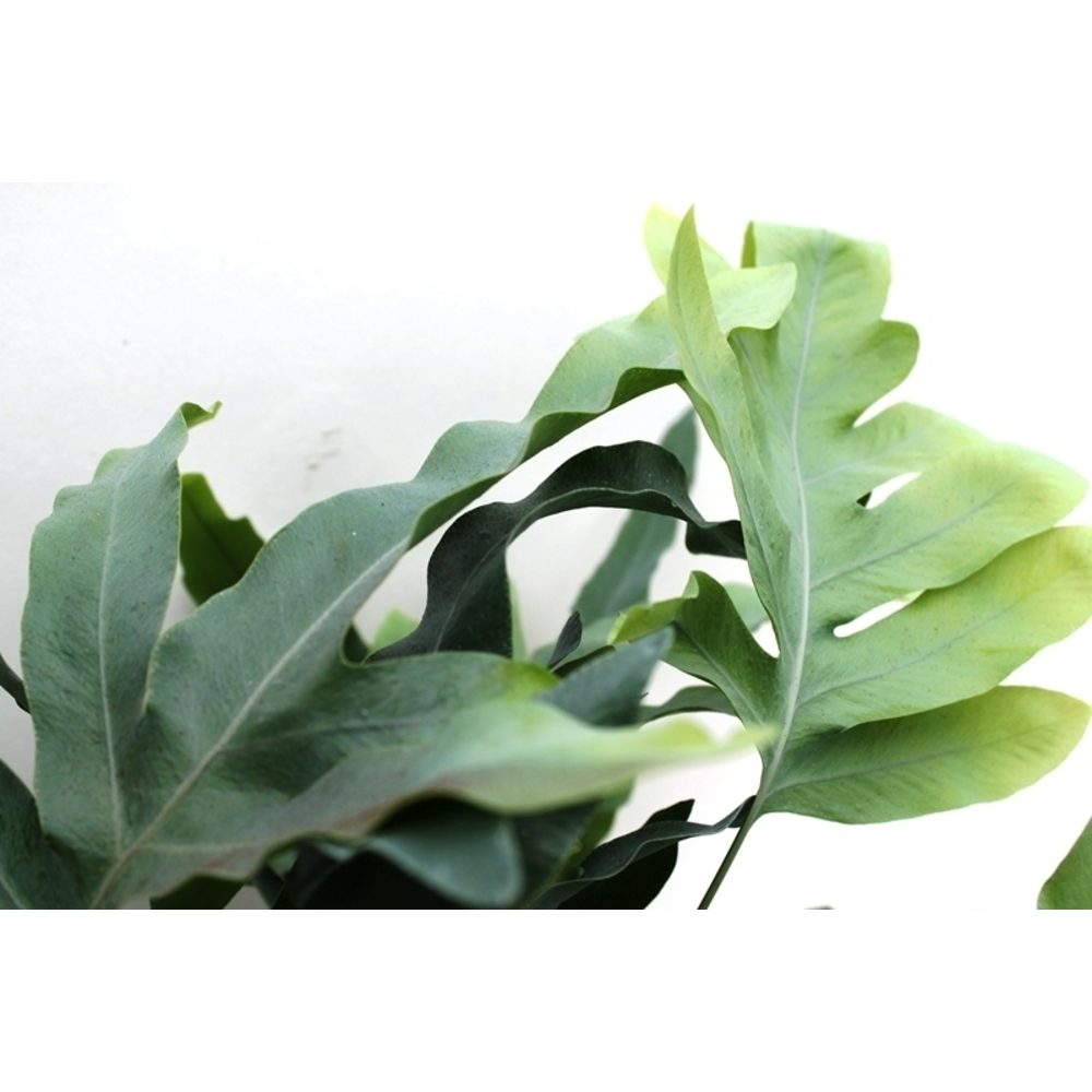 Phlebodium Blue Star GEEN hoes (Blauwvaren).