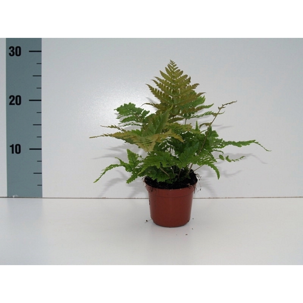Dryopteris Erythrosora (Winterhard).