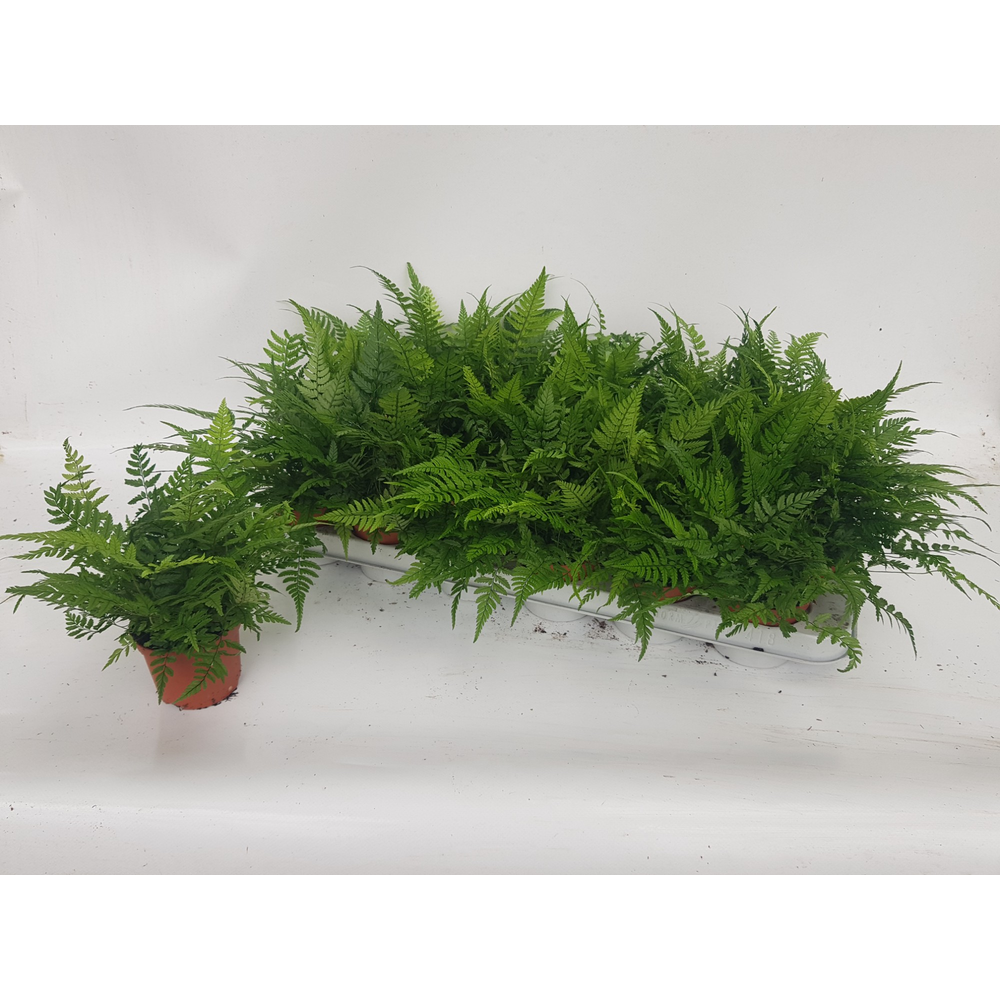 Athyrium Spicatum - De varen voor binnen en buiten.