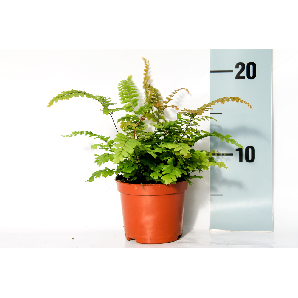 Adiantum Hispidulum (Rough Maidenhair).