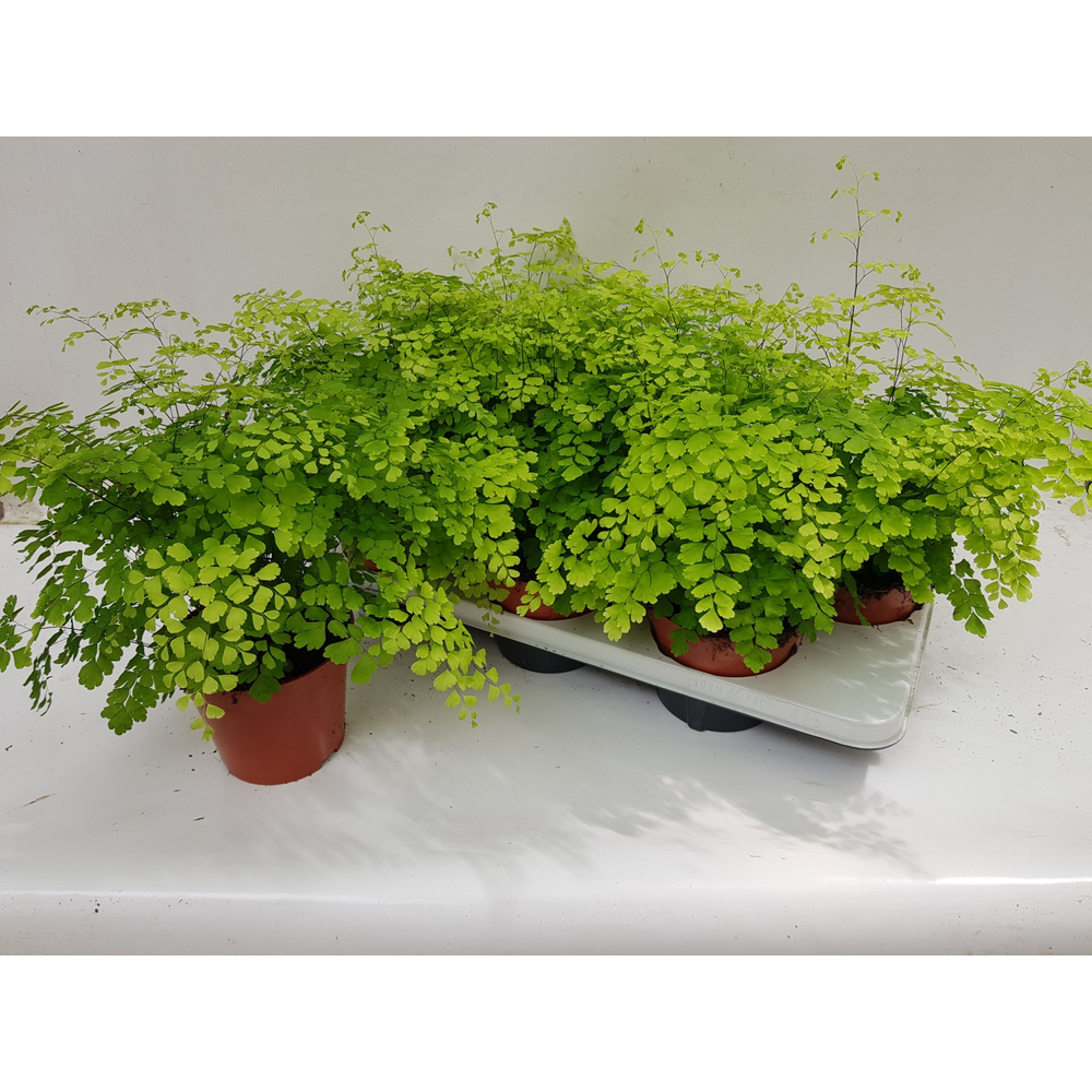 Adiantum Raddianum 'Fragrans'.