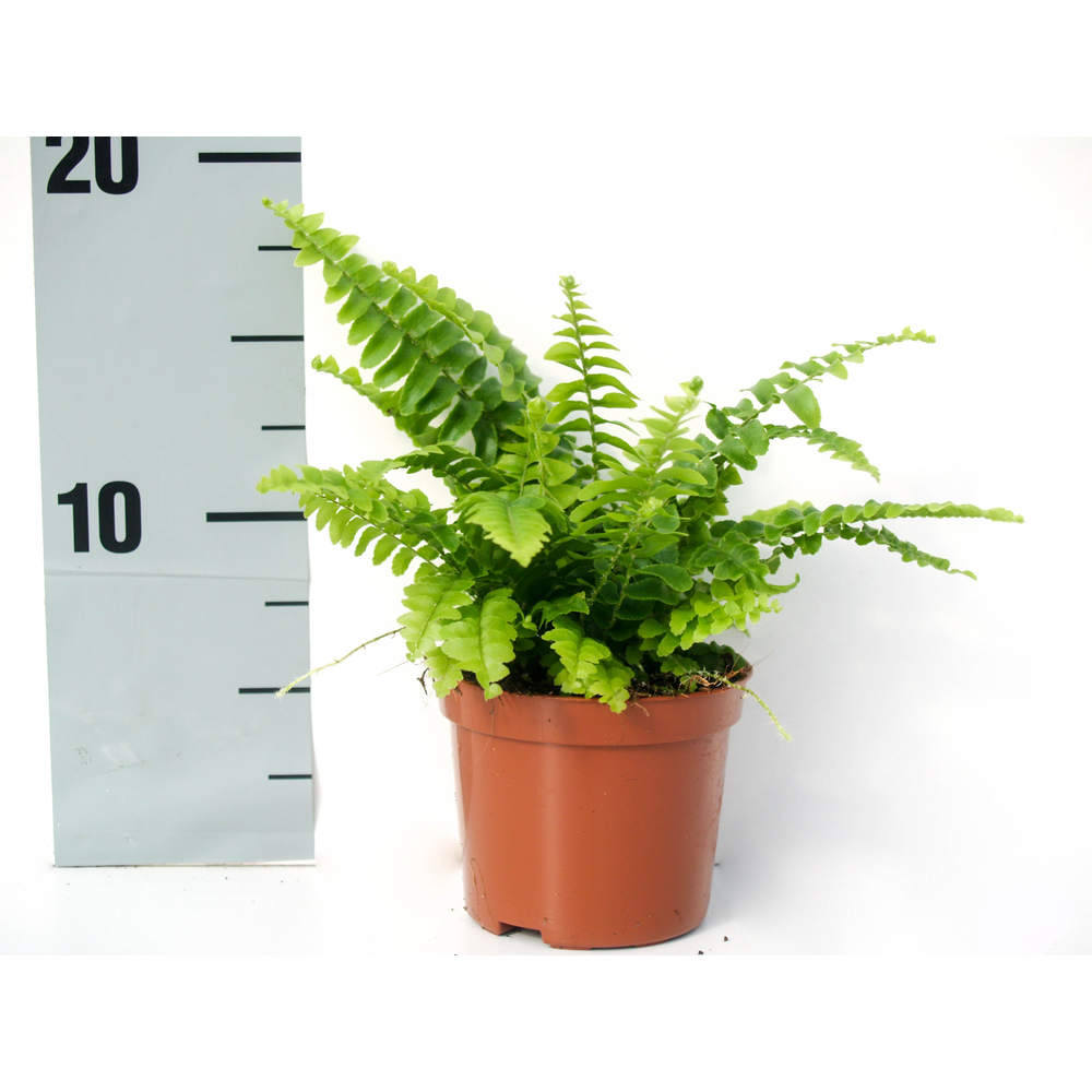 Nephrolepis Green Lady.