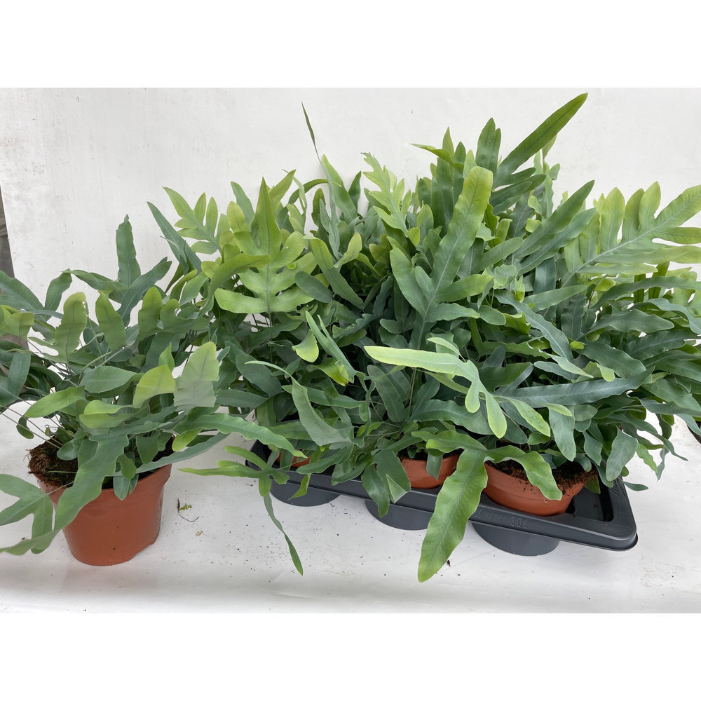 Phlebodium Blue Star GEEN hoes (Blauwvaren).