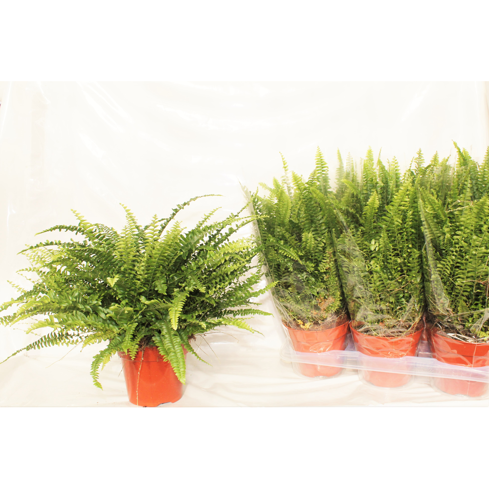 Nephrolepis Green Lady MET hoes.