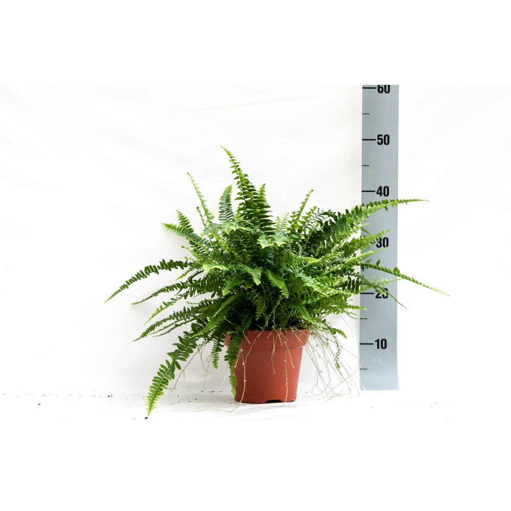 Nephrolepis Green Lady GEEN hoes.