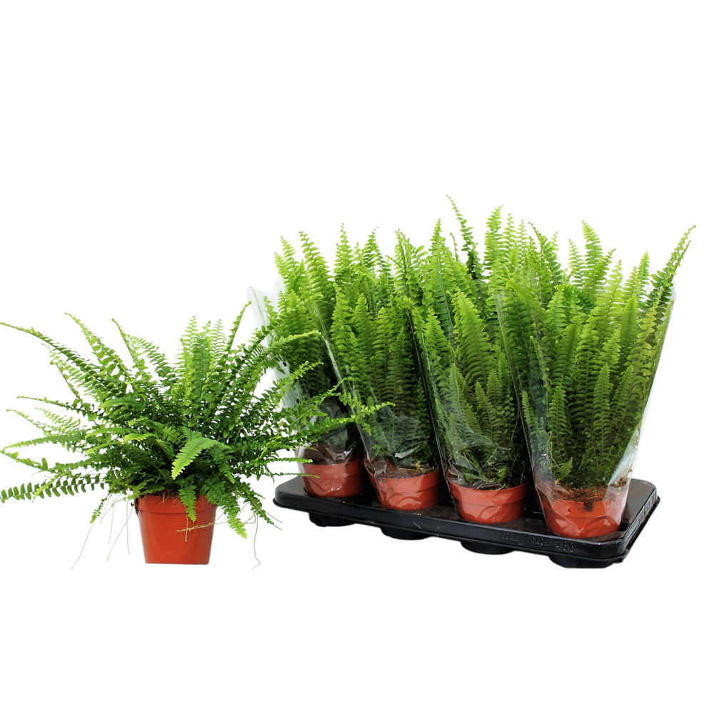 Nephrolepis Green Lady MET hoes.