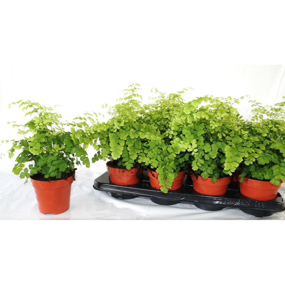 Adiantum Raddianum 'Fragrans'.