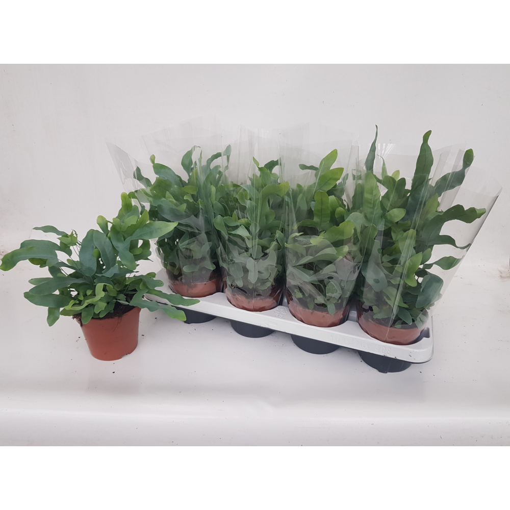 Phlebodium Blue Star MET hoes (Blauwvaren).