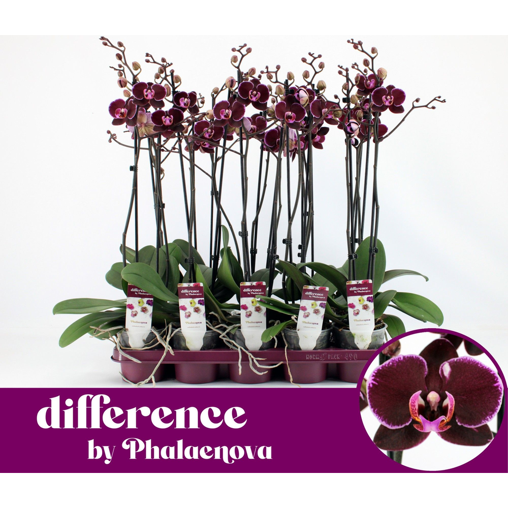 Debora 2-tak 60cm (GROEN).