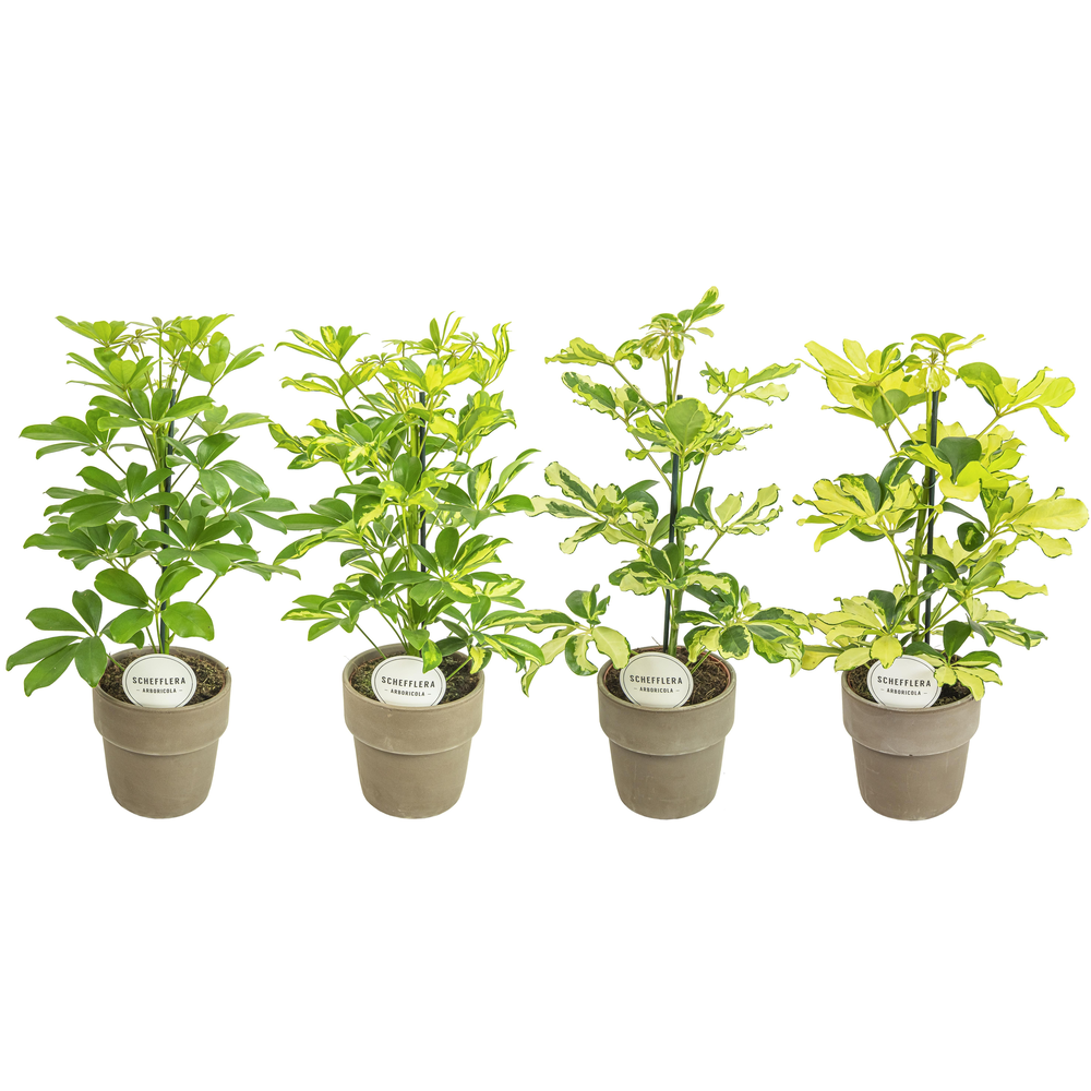 Schefflera Mix in Terracotta Grijs.