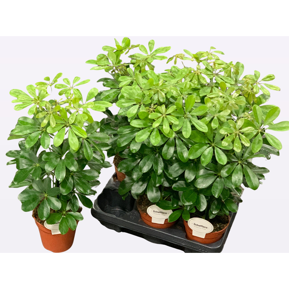 Schefflera Nora.