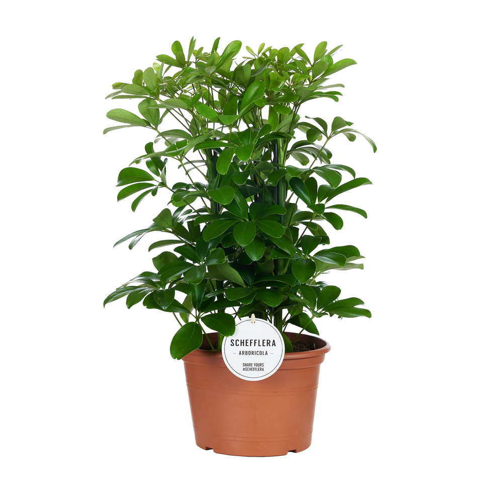 Schefflera Nora Toef.