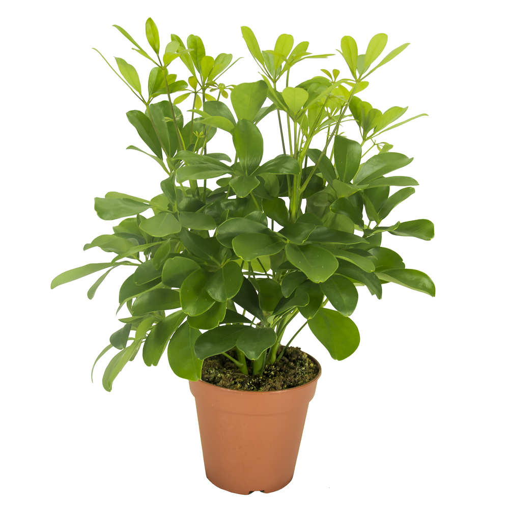 Schefflera Nora Vertakt.