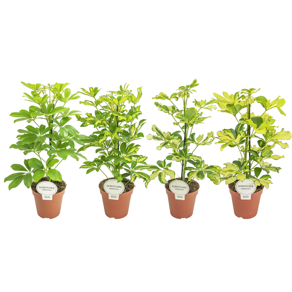 Schefflera Mix.