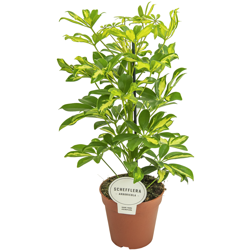 Schefflera Gerda.