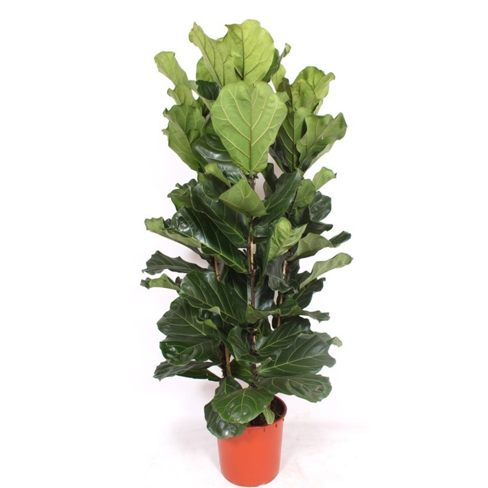 Ficus lyrata 3 per pot.