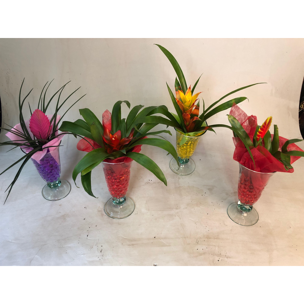 Bromelia in Ijscoupe.
