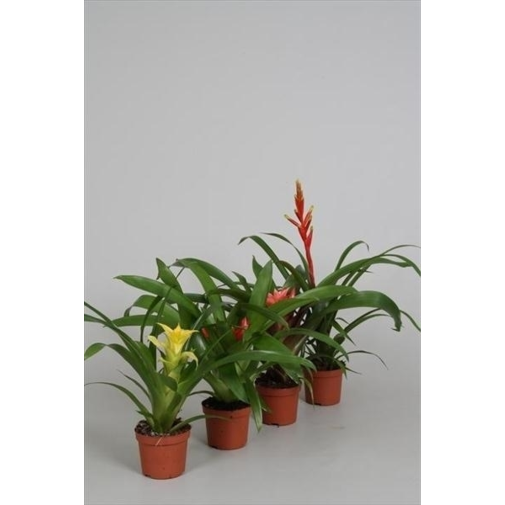 Guzmania.