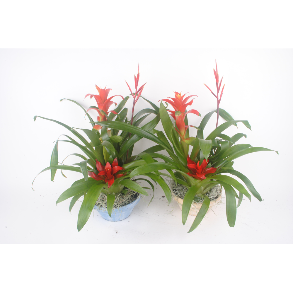 Bromelia schaal steen.