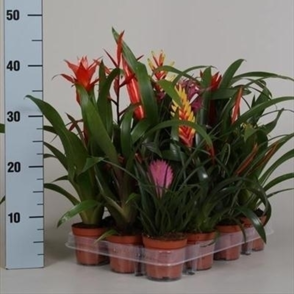 Bromelia exclusieve mix.