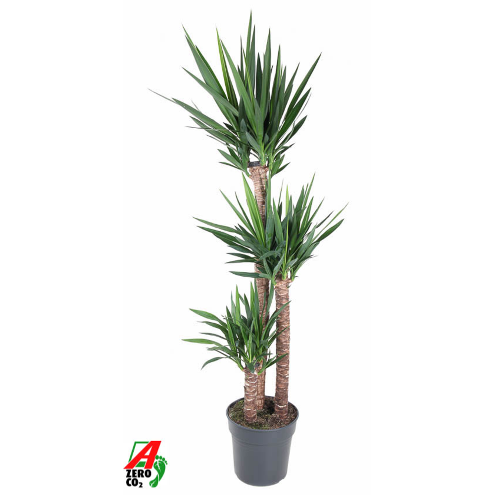 Yucca 120-90-45.