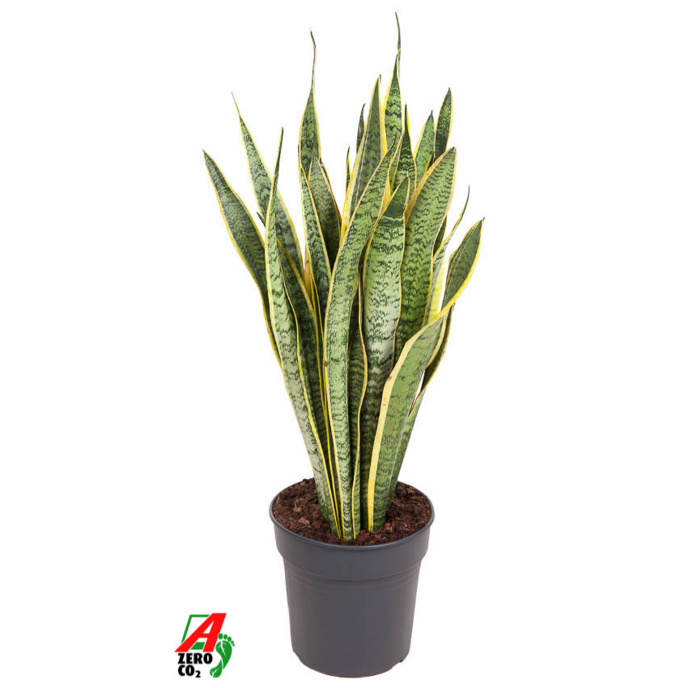 Sansevieria Laurentii P24.