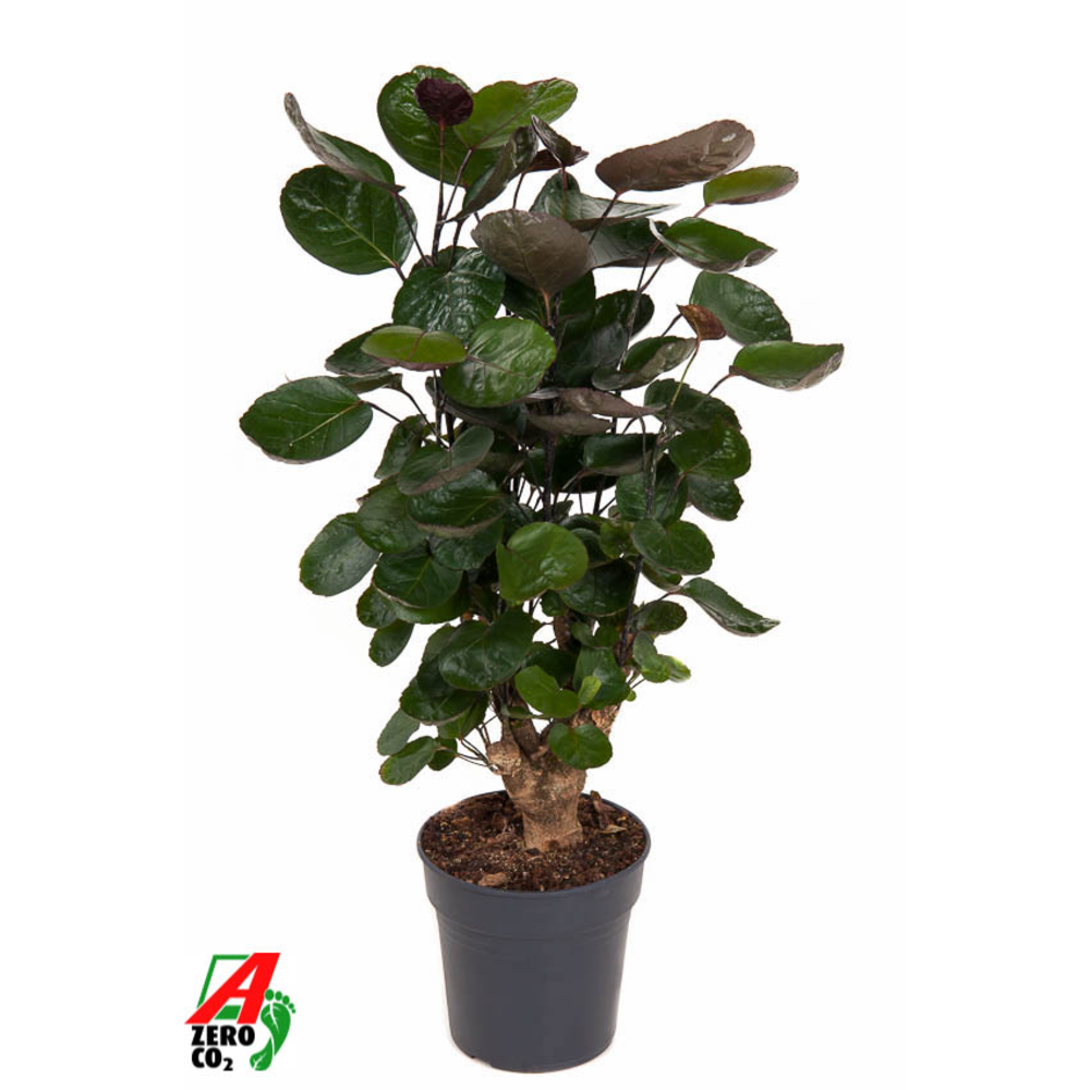 Polyscias Fabian vertakt P19.
