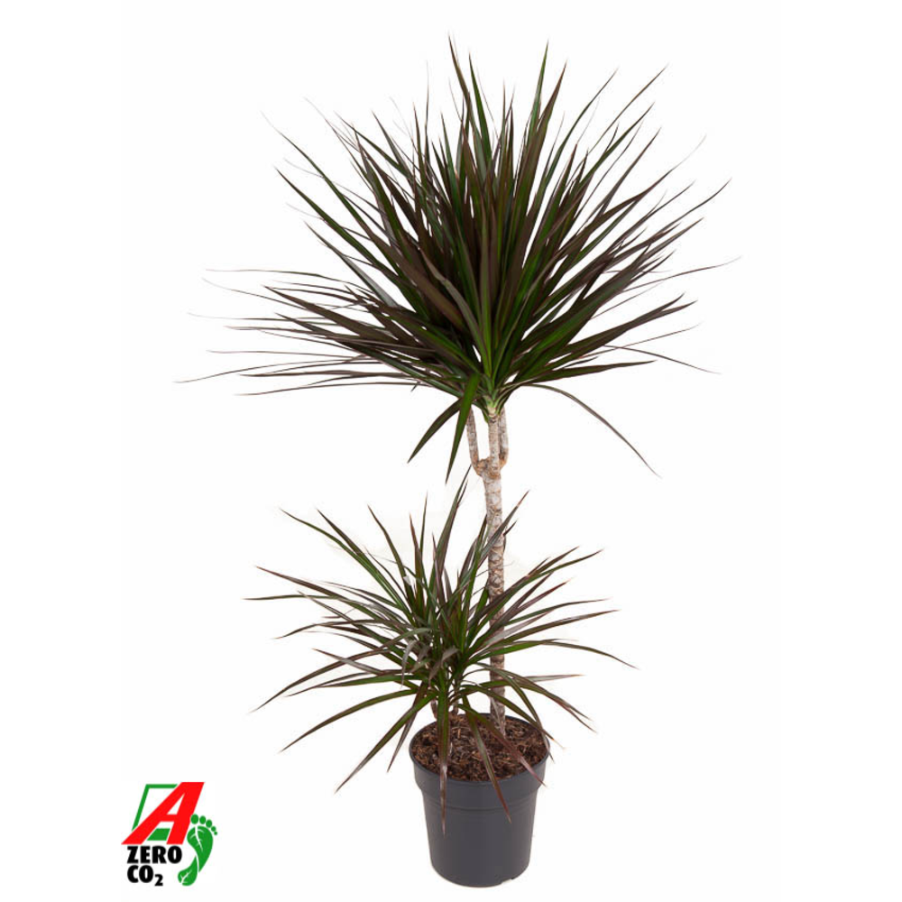 Dracaena Magenta 45-15.