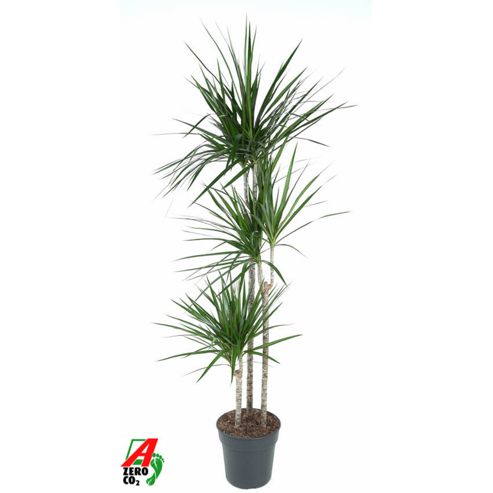 Dracaena Marginata 90-60-30.