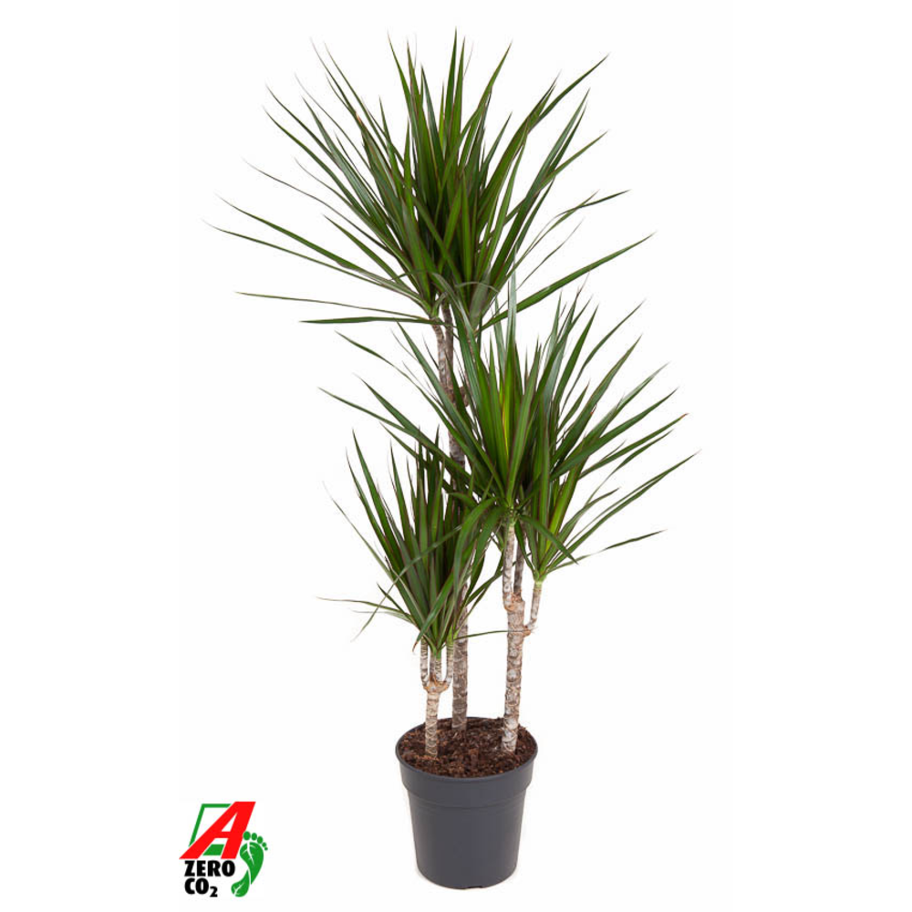Dracaena Marginata 60-30-15.