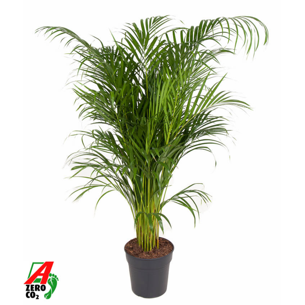 Dypsis Lutescens(Areca) P24.