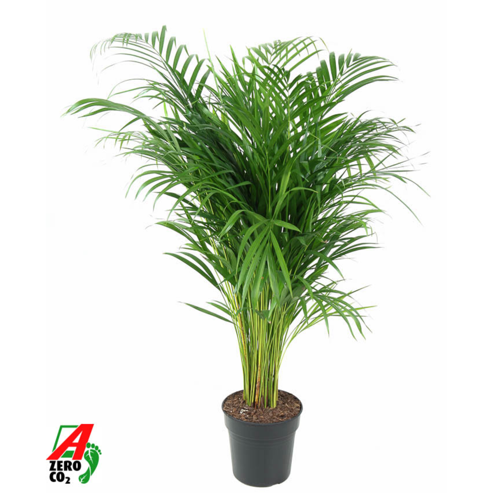 Dypsis Lutescens(Areca) P21-100.