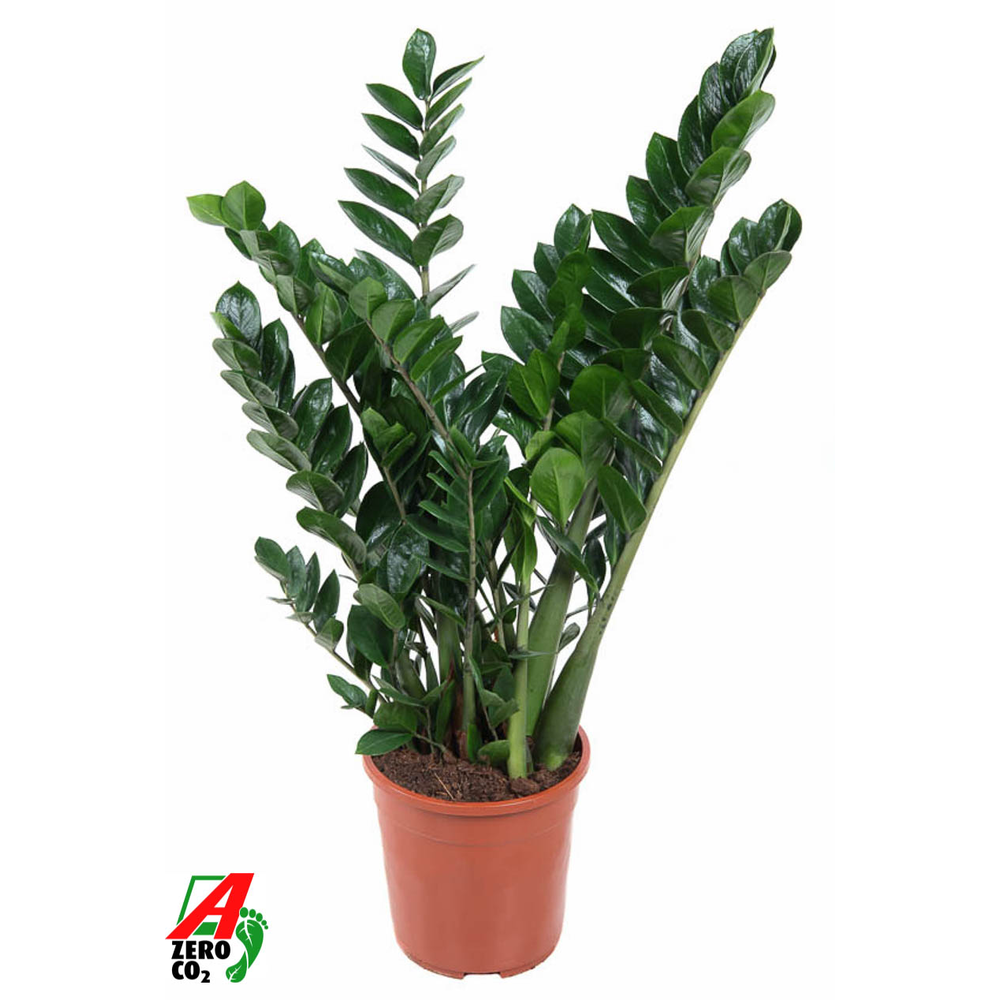 Zamioculcas Zamiifolia P24.