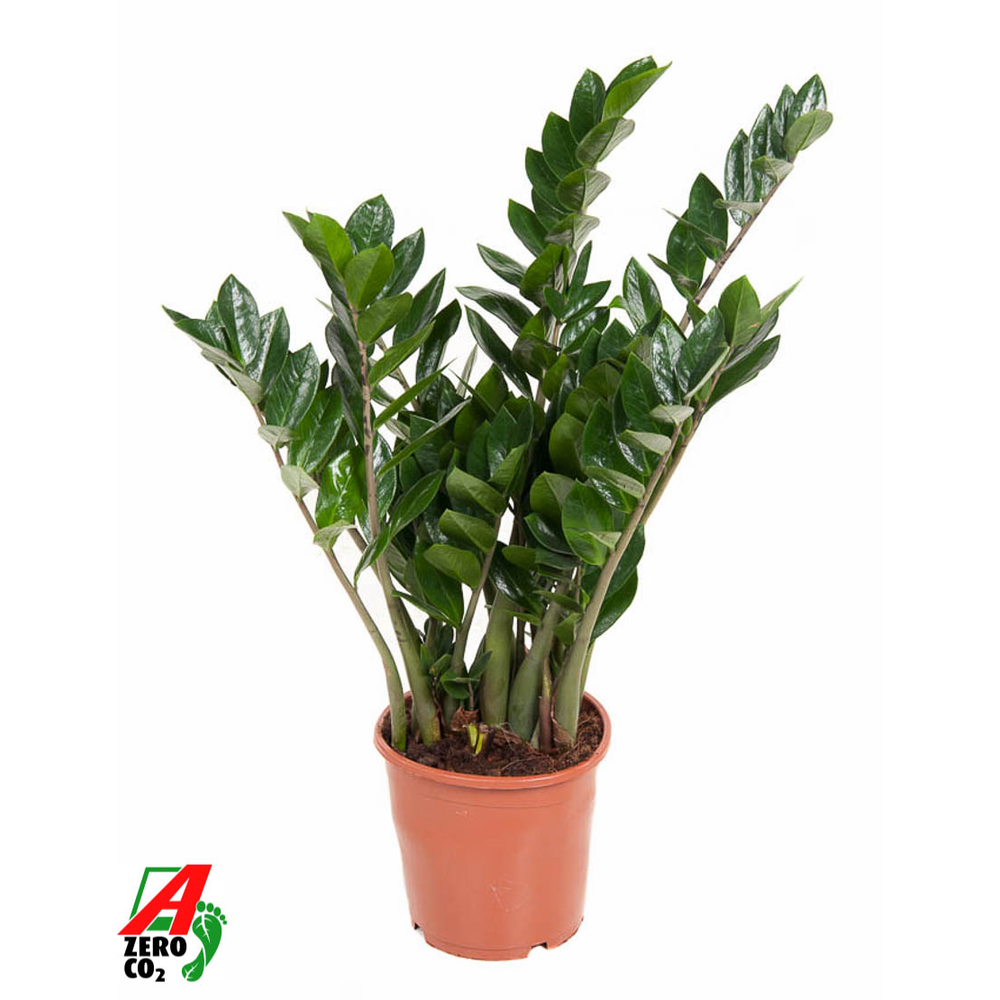 Zamioculcas Zamiifolia P21.
