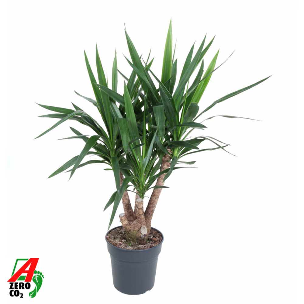 Yucca vertakt 3-arm P27.