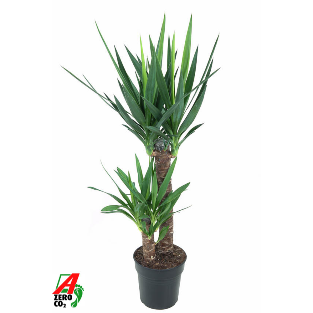 Yucca 60-30.
