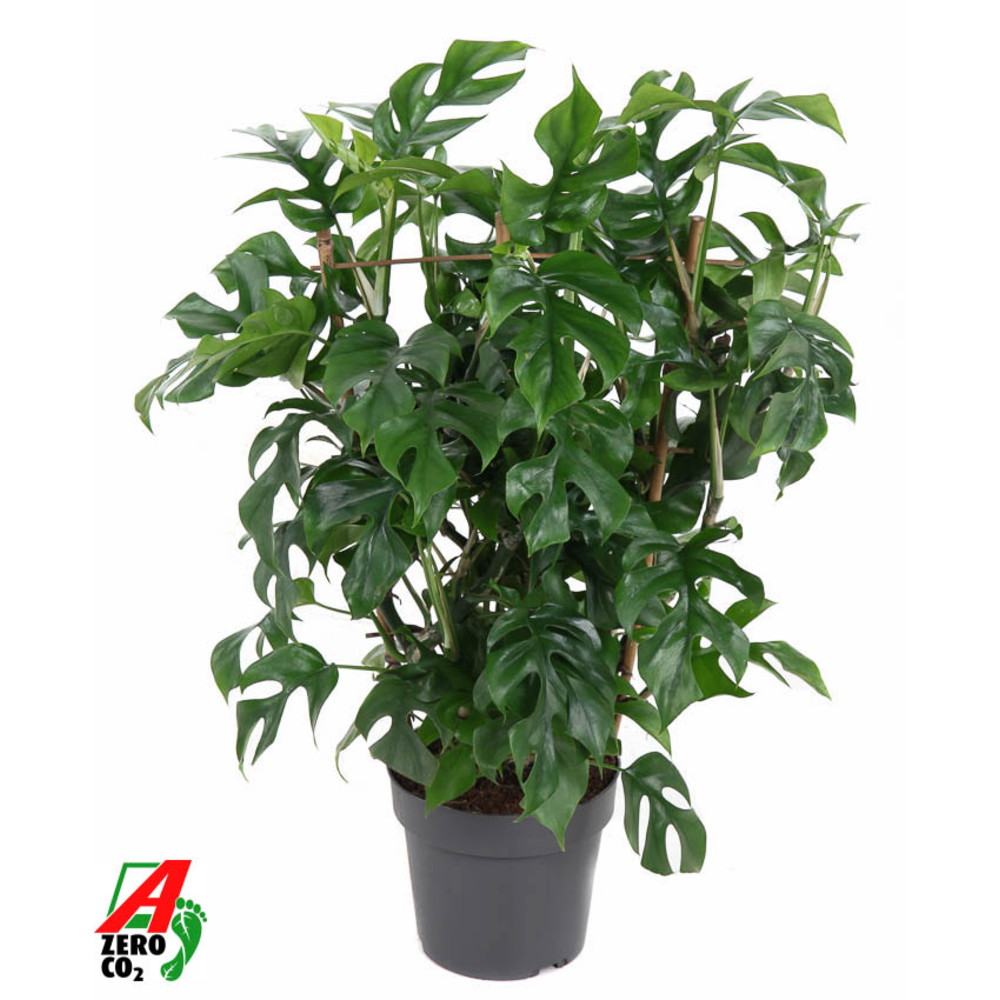 Monstera Minima op rek P19 (NO GAP).