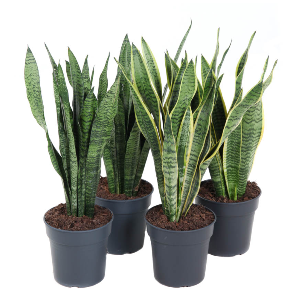 Mix Sansevieria p19.