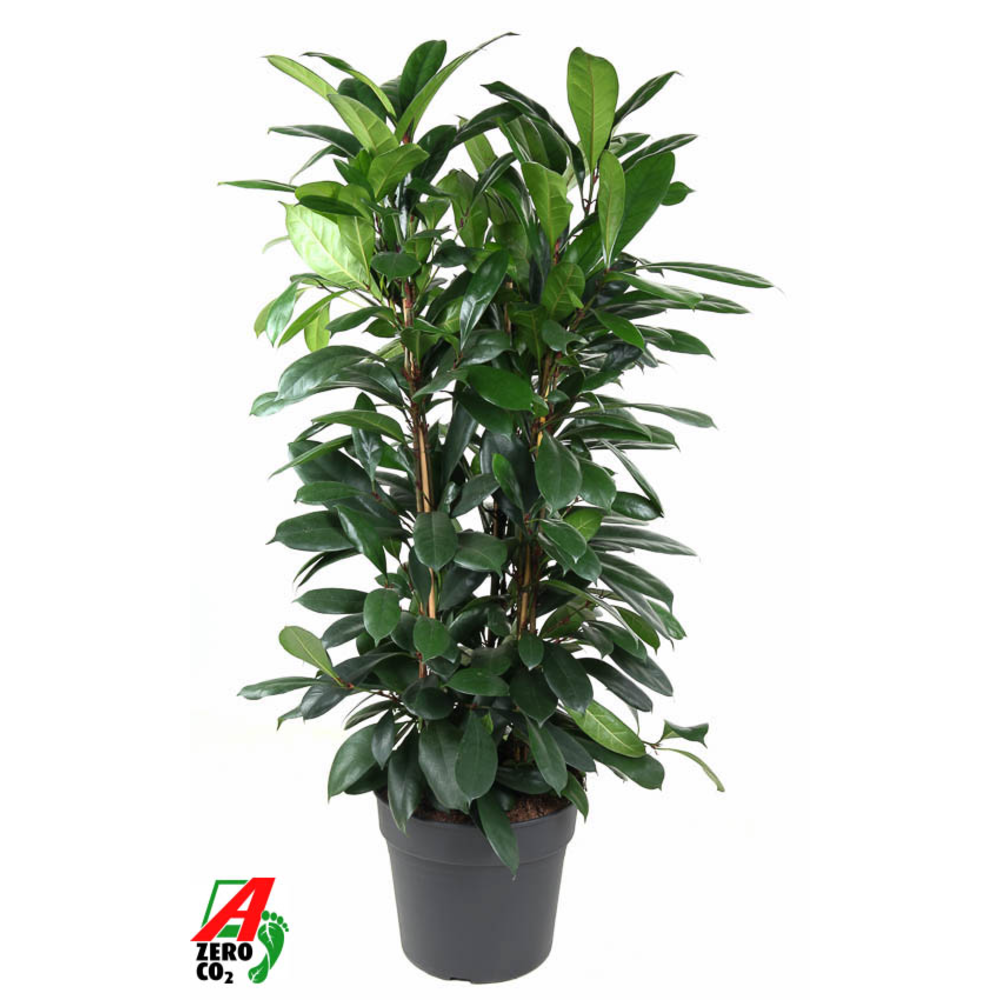 Ficus Cyatistipula 3PP P34.