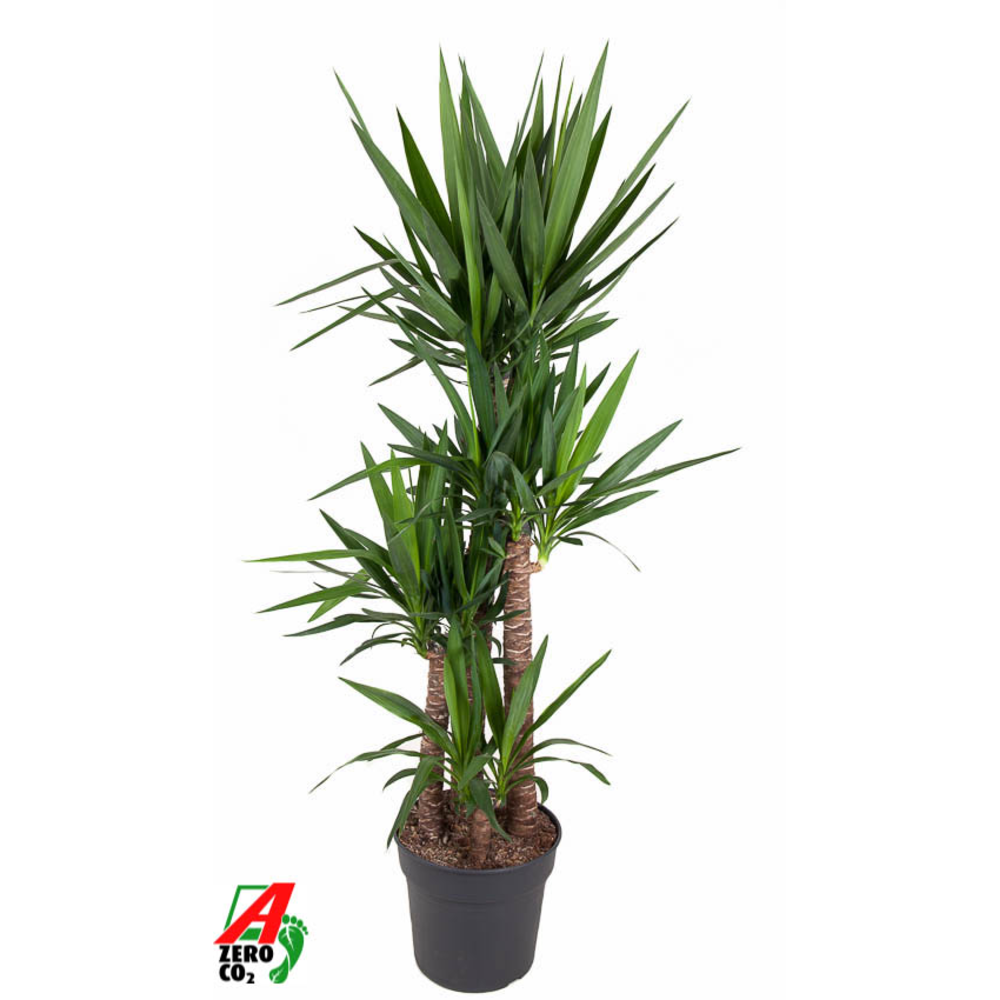 Yucca 120-90-60-30.
